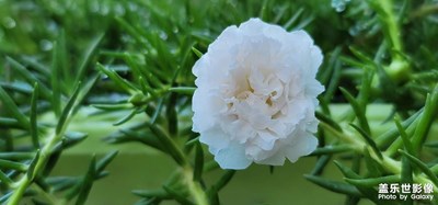 【我的夏天】陽臺的小花