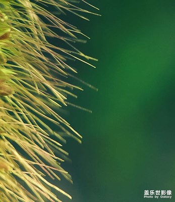 【我的夏天】+綠