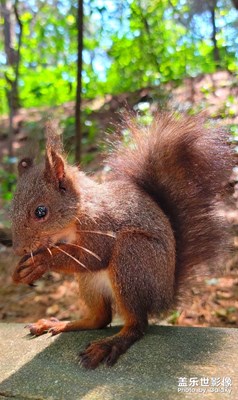 【我的夏天】+小精靈