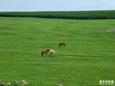 【城市漫游記】+高山牧場