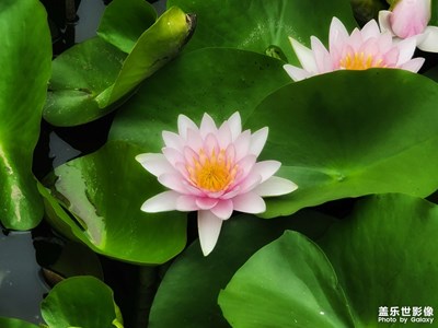 夏荷
