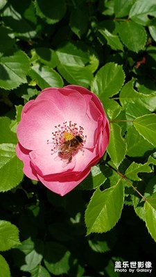 【夏日好時光】美薔薇