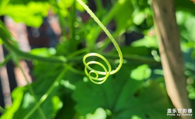 【半夏時光】+苦瓜藤蔓