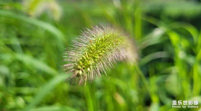 【唯愛七夕】+狗尾巴草