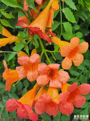 各種花