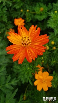 【唯愛七夕】黃秋英