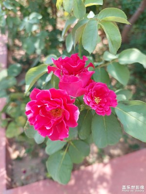 高溫下的花朵