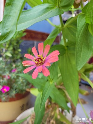 【隨手拍】花花草草