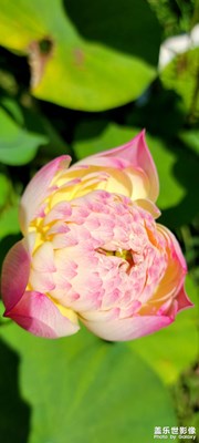 遼寧秋天的荷花