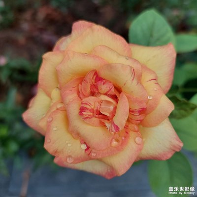 花朵上的露珠