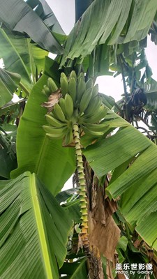 香蕉