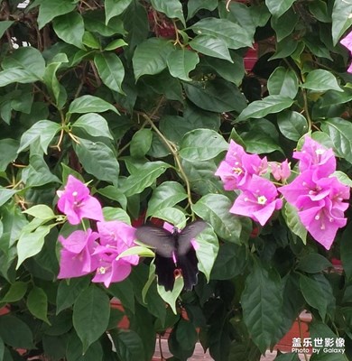 蝶戀花