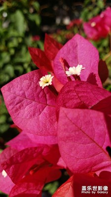 【場景小拍】再拍三角梅