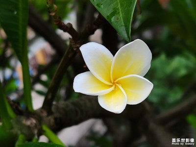 【場(chǎng)景小拍】+ 雞蛋花
