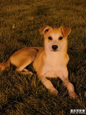 村后的那片地和那只狗??