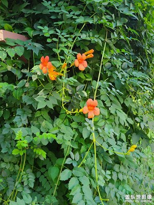 凌霄花