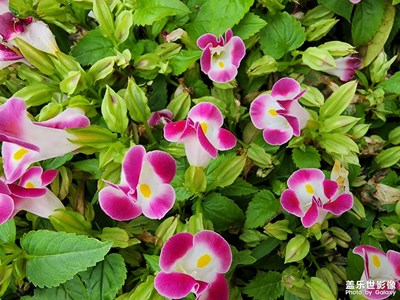 【美在身邊】+?花兒朵朵開