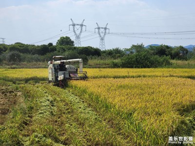【美在身邊】秋收稻谷