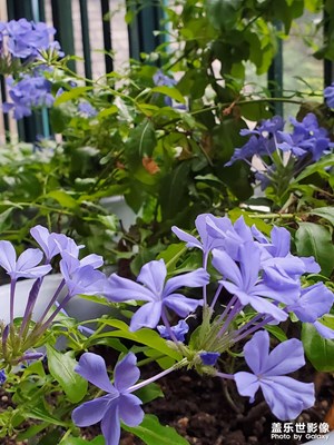 陽(yáng)臺(tái)種了很多種類(lèi)的花，最后只剩下這一樣了