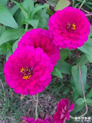 幾朵小花