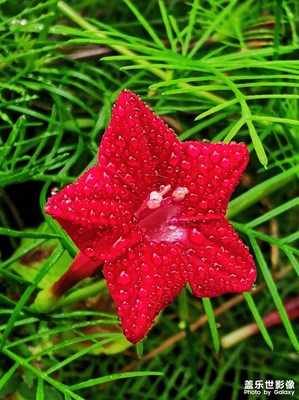 【美在身邊】+ 秋雨后的小花
