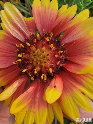 三星的微距調(diào)教的很棒