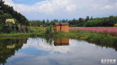 【美在身邊】+ 大石板村粉紅黛子草
