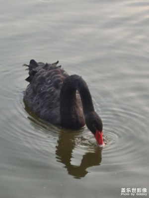 黑天鵝