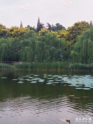 河岸柳樹