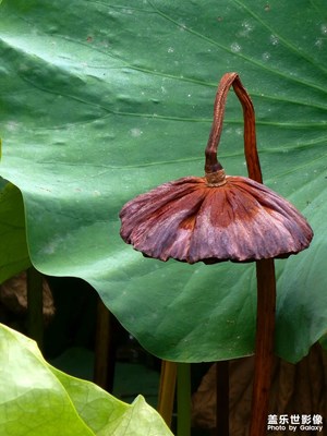 【你眼里的風景】荷已盡，韻猶存