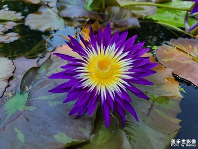 【你眼里的風景】水中睡美人