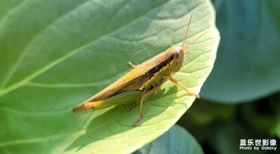 【假日隨拍】+?遇見螞蚱