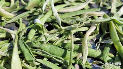 【我的小長假】+曬豆角絲