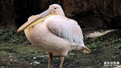 【我的小長假】沈陽鳥島之行