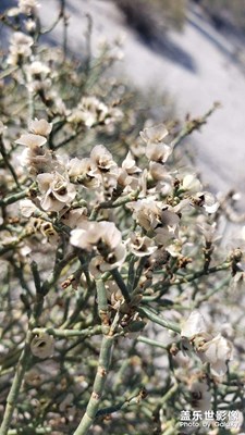 【我的小長假】沙漠人參