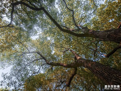 【我的小長假】“樹界降誕”