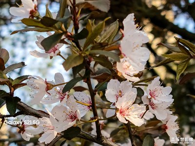 來看一看s21的攝影表現(xiàn)如何