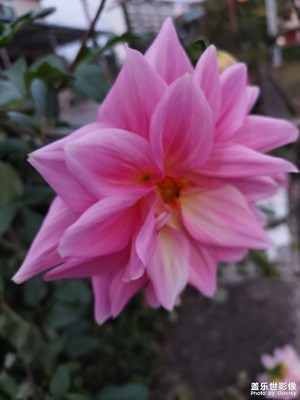芍牡丹