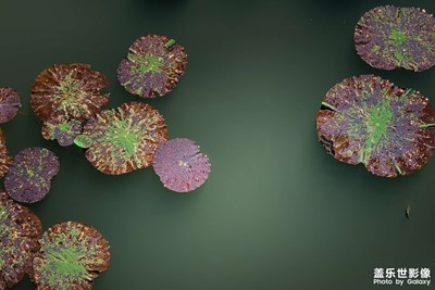 【秋意正濃】+荷葉