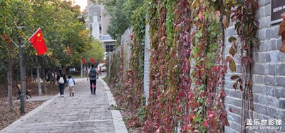 深秋里的爬墻虎……