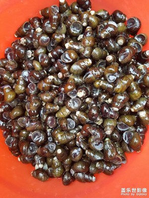 【秋意正濃】 花開螺肥