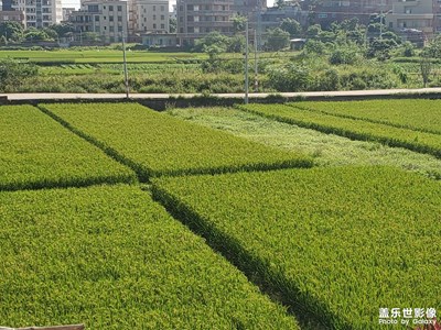 【秋意正濃】+ 金秋十月