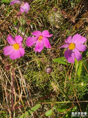 公園里的小花