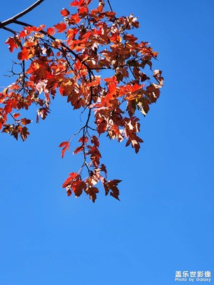 北京到了秋天就不叫北京，而是北平