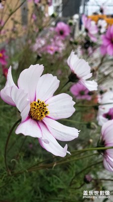 【好風(fēng)光】秋日波斯菊