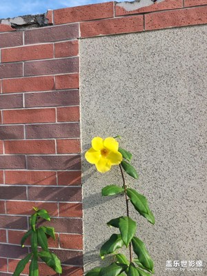 陽(yáng)光下的小黃花，五朵花瓣，耀眼奪目