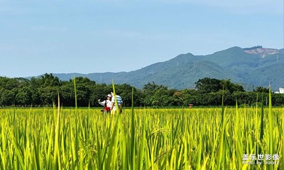 【好風(fēng)光】+ 秋收的喜悅