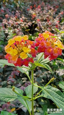 漂亮的小花兒