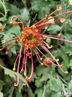 菊花