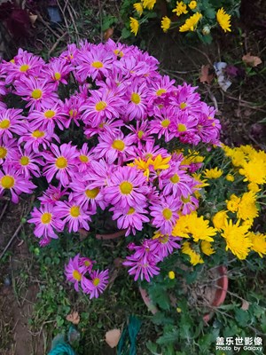 秋菊
